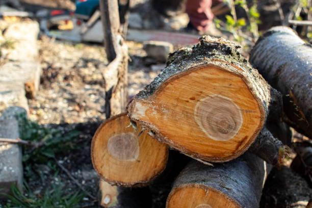 How Our Tree Care Process Works  in  Marco Island, FL