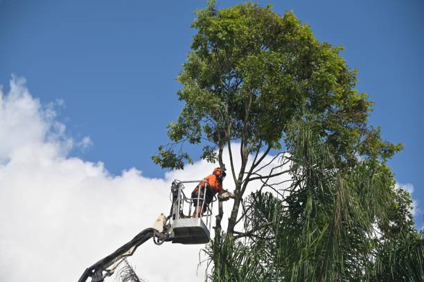 Best Tree Preservation Services  in Marco Island, FL